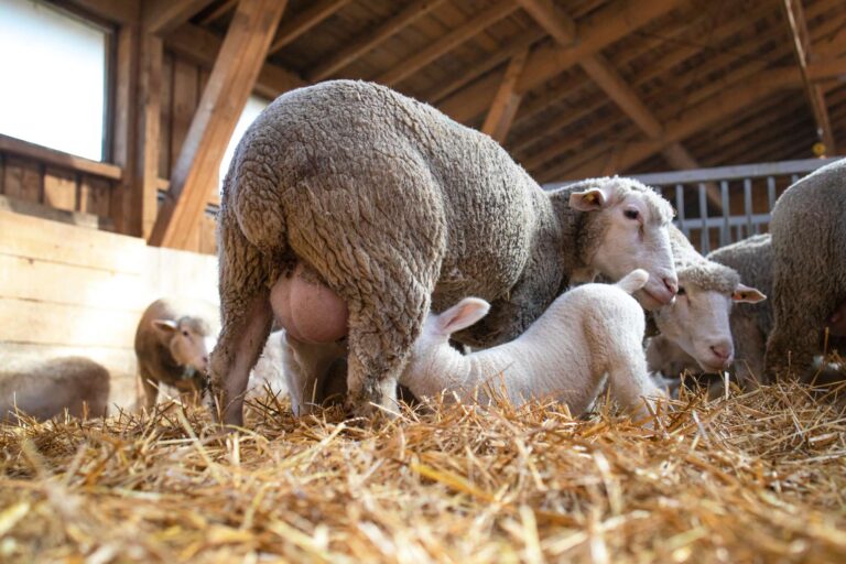 photo-of-ewe-sheep-breastfeeding-lamb