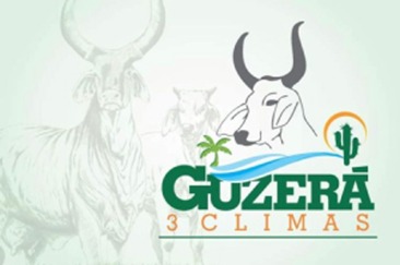 guzera